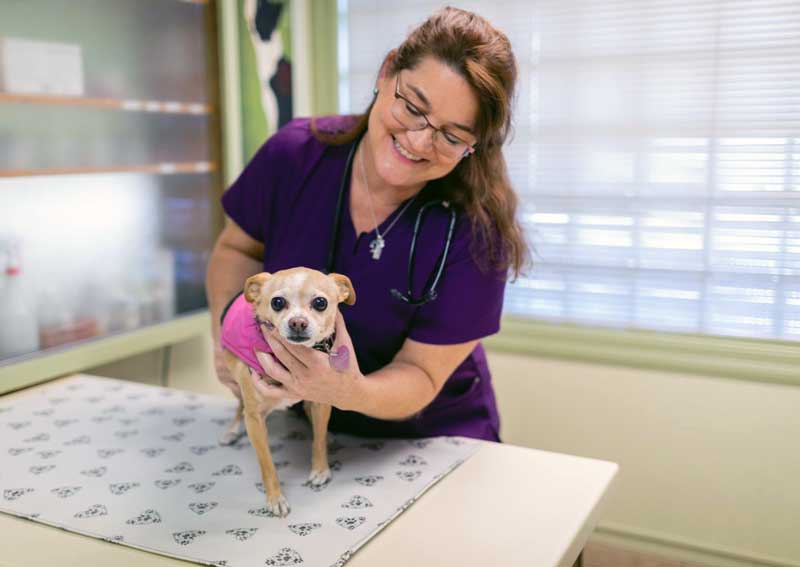 Carousel Slide 2: Dog veterinary care