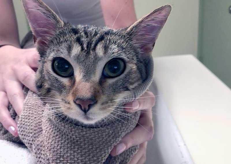 Carousel Slide 6: Low-stress vet visits