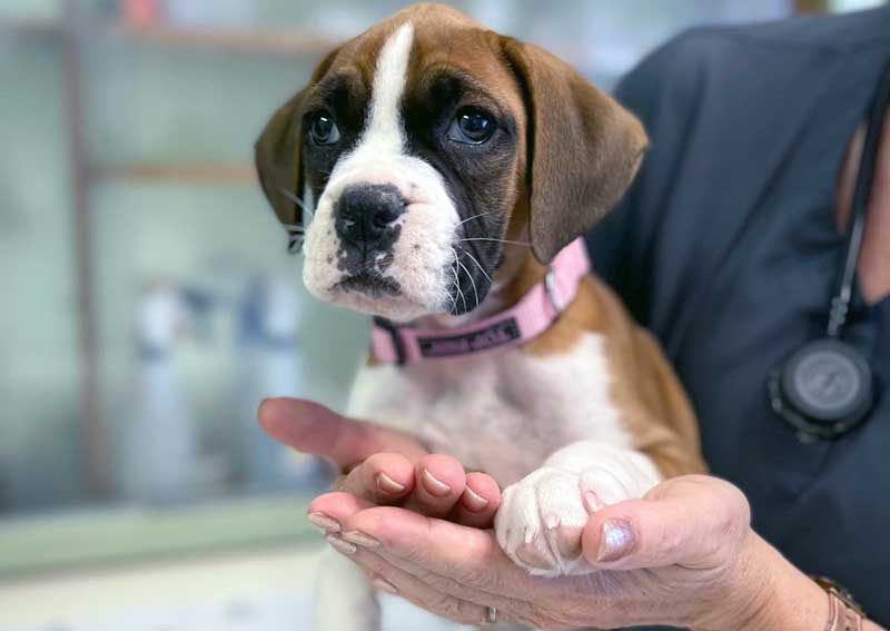 Carousel Slide 5: Puppy & kitten care